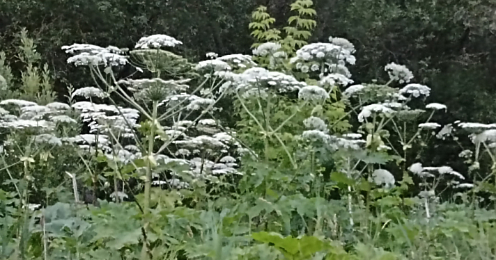 Он цветёт и уже используется для фотосессий: «Горзеленхозстрой» не заметил борщевик в Павловской роще