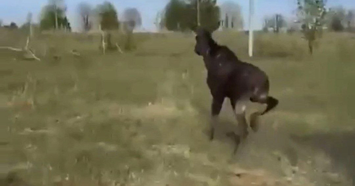 В Ярославле нашли лосиху, которая бегала по Московскому проспекту