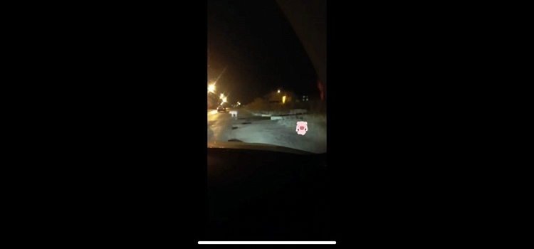 Видео дня. В Рыбинске вдоль дороги ходят дезориентированные свиньи