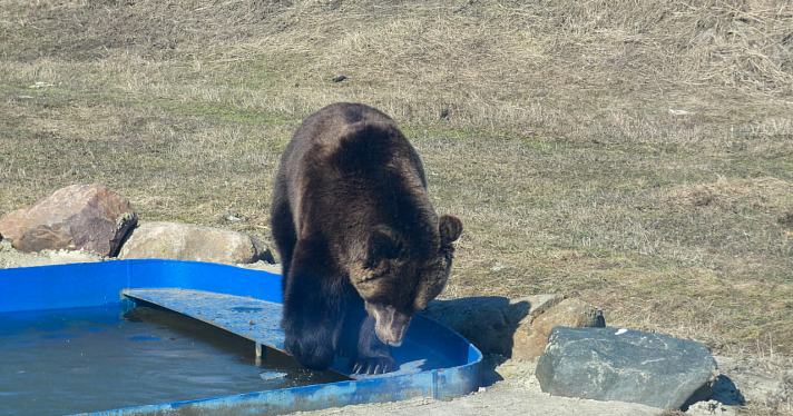 Проснулись голодными: в Ярославском зоопарке медведи вышли из зимней спячки_237140