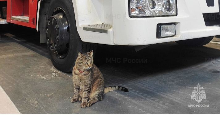 «Поработал» лишь несколько дней: кот Юрик из ярославской пожарно-спасательной части нашел дом