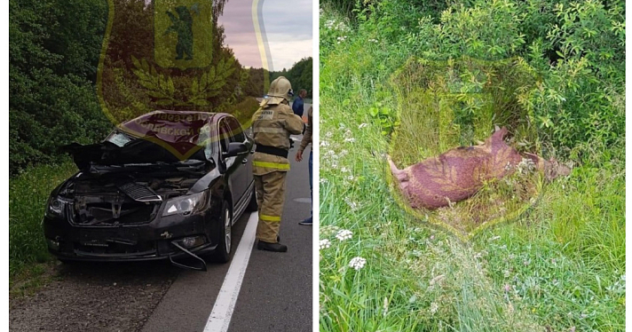 В Ярославской области водитель иномарки сбил лося