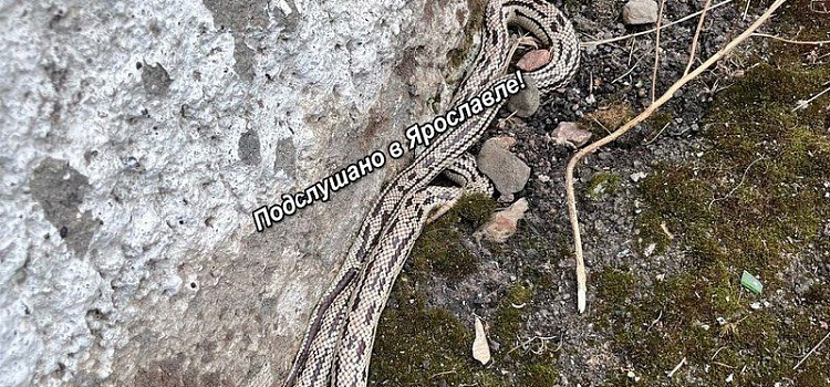 В Ярославле около жилого дома нашли королевскую змею