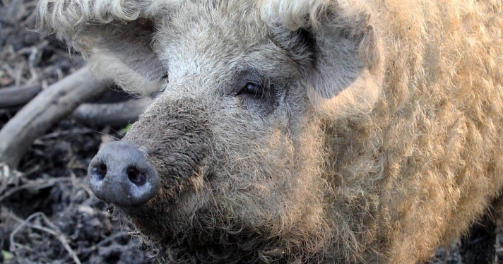 Житель Ярославской области не смог украсть живых свиней, поэтому застрелил их