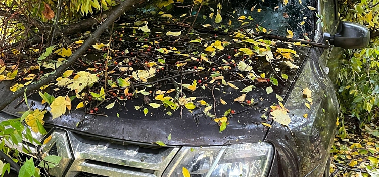 В Ярославле дерево упало на три автомобиля_222241
