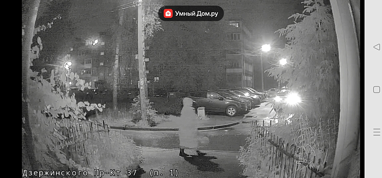 Срезает и продаёт: в Ярославле неизвестная ворует цветы с клумб_297914