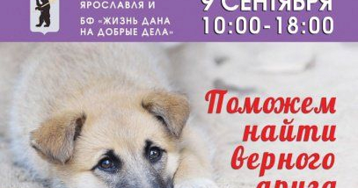9 сентября в Ярославле пройдет выставка-раздача собак