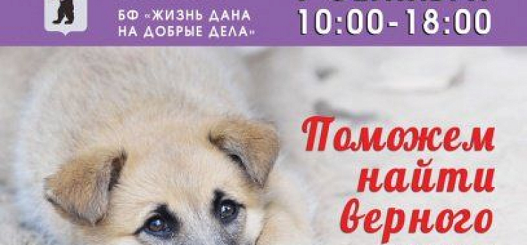 9 сентября в Ярославле пройдет выставка-раздача собак