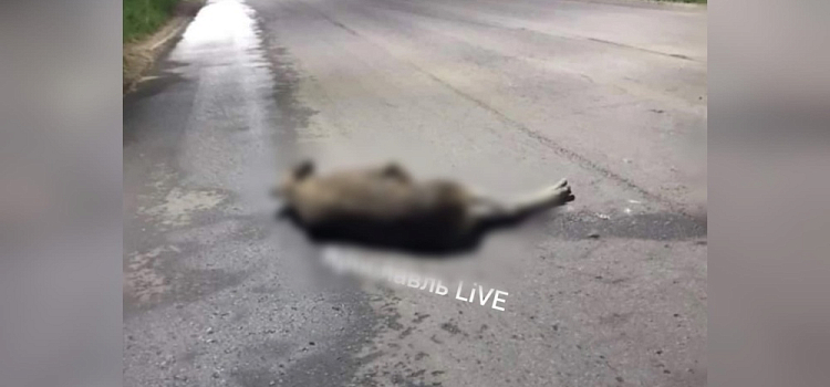 Мужчину забрала скорая помощь: в Ярославле мотоциклист сбил лося