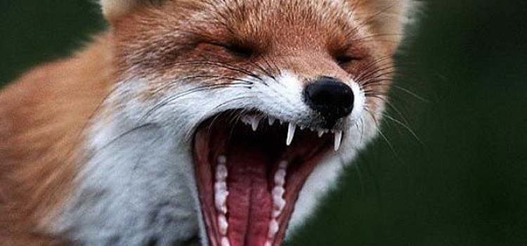 В Ярославской области местные жители убили двух бешеных лисиц