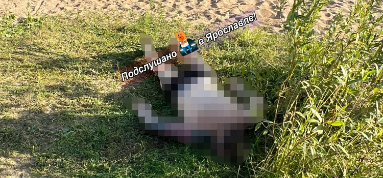 На Волге в Ярославле утонул мужчина