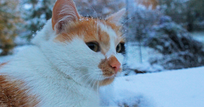 Обвал холода: ярославцев предупреждают о первом снеге