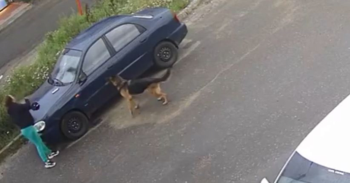 В Ярославле женщина с собакой бросала камни в лобовые стёкла автомобилей