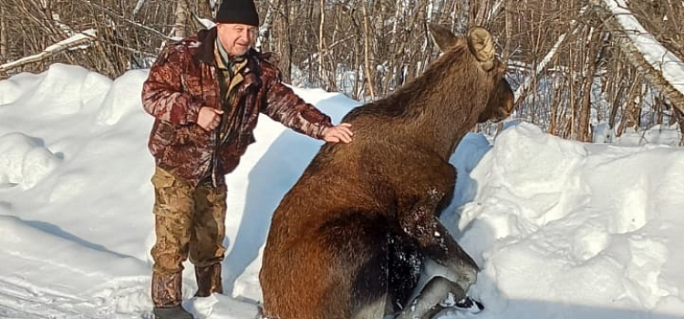 В Ярославской области лесники спасли застрявшую в снегу лосиху_264098