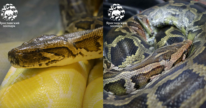 В Ярославском зоопарке поселился новый обитатель