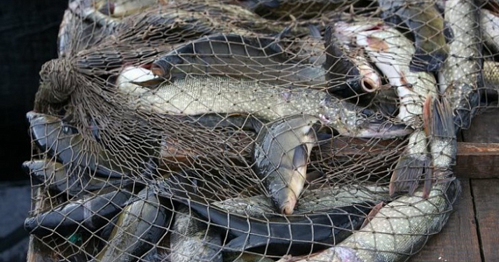 В Ярославской области рыбак незаконно выловил около сотни рыб из реки Соть