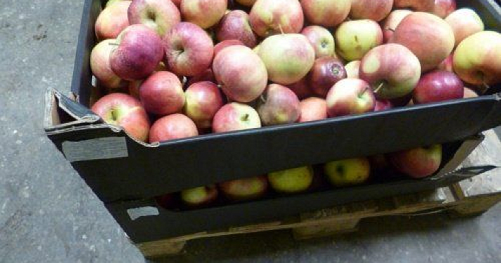 В Ярославле уничтожили 31,35 килограммов польских яблок 