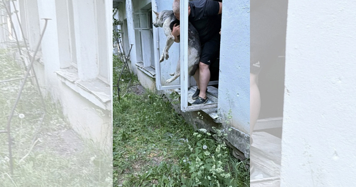 «Она сидела рядом и звала на помощь»: в Ярославской области собаку, запертую заживо в заброшке, вызволили на свободу