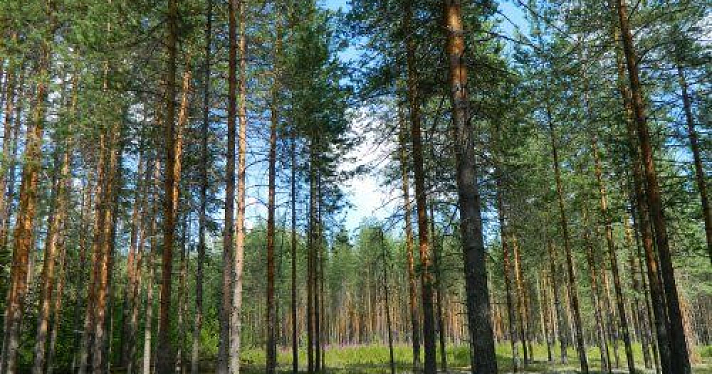 Лес в Ярославской области пока не станет песчаным карьером: региональное правительство ответило на обращение жителей