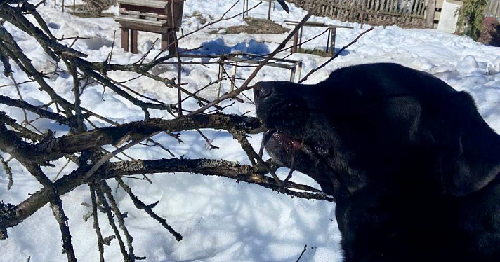 В Ярославле хозяйка пса выплатит полмиллиона рублей за опасный выгул