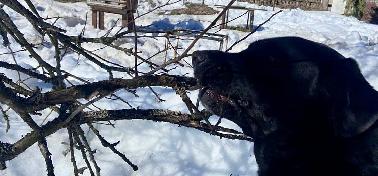 В Ярославле хозяйка пса выплатит полмиллиона рублей за опасный выгул