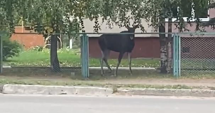 В Ярославле большой лось пришел в гости в детский сад
