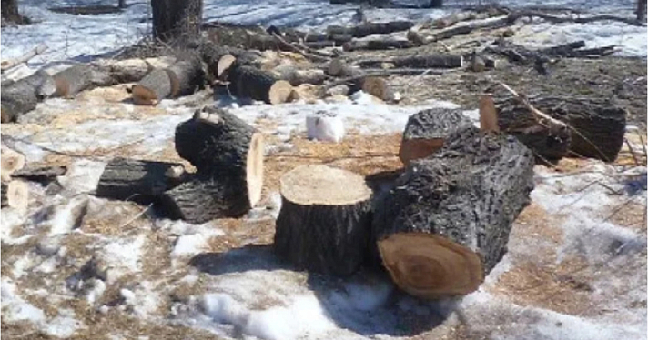 Ярославцам рассказали, зачем начали «вырубать Бутусовский парк»