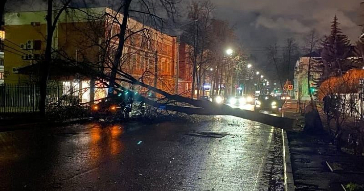 В Ярославле от упавших деревьев и веток пострадали несколько автомобилей, а также молодая женщина с детьми_225549