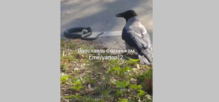 «Схватка века»: в центре Ярославля нешуточные разборки устроили змея и ворона