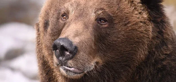 «Сидят вялые»: в Ярославском зоопарке медведи Ума и Топа вышли из зимней спячки_268933