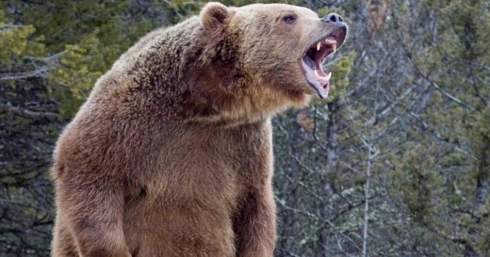 В Ярославской области медведи начали выходить из спячки