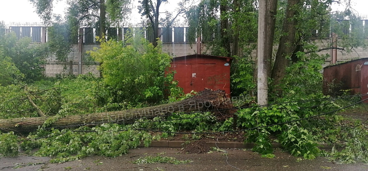 В Ярославле упавшие из-за сильного ветра деревья парализовали движение электротранспорта_242579