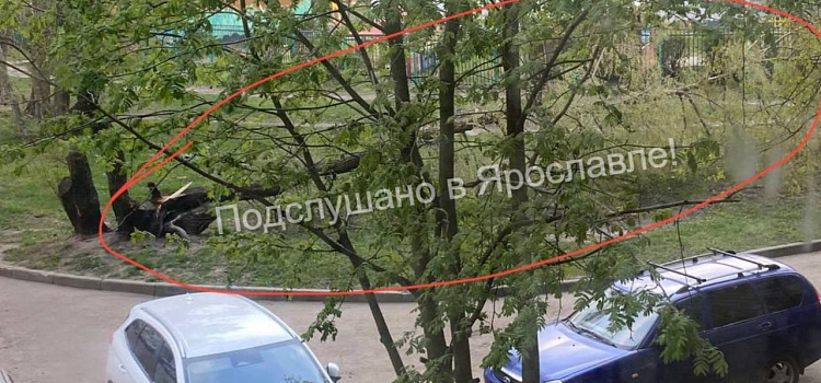В ярославском дворе дерево придавило несколько автомобилей_272250