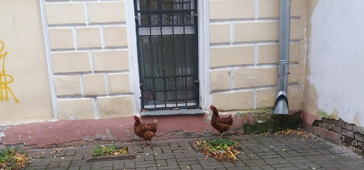 Фото дня. На прогулку по центру Ярославля вышли курицы
