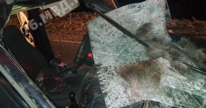 В Ярославской области молодой водитель сбил лося