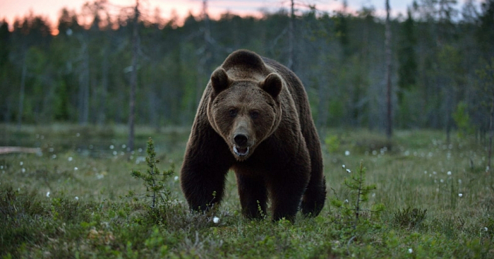 В Ярославской области фотоловушка зафиксировала медведя