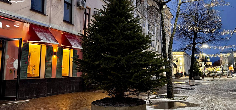 Улицу Кирова в Ярославле украсили живыми ёлками_308320