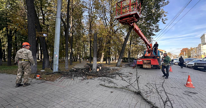 В центре Ярославля спиливают сухие деревья