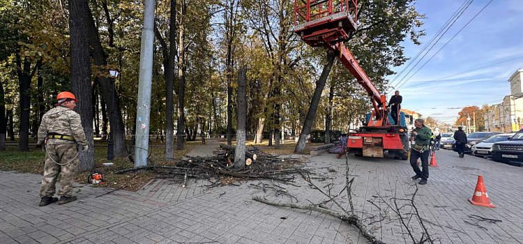 В центре Ярославля спиливают сухие деревья
