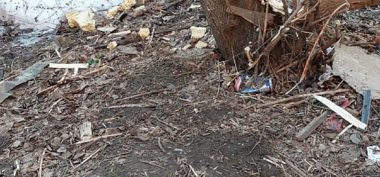 В Ярославле у бабушки, устроившей массовый выпил деревьев, полицейские отобрали пилу_313618