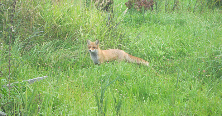 В Ярославской области подсчитали животных
