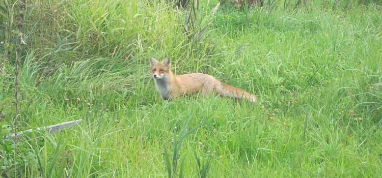 В Ярославской области подсчитали животных