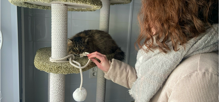 Надежда есть всегда: как ярославские волонтёры спасают животных_311247