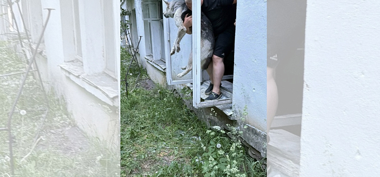«Она сидела рядом и звала на помощь»: в Ярославской области собаку, запертую заживо в заброшке, вызволили на свободу_317648