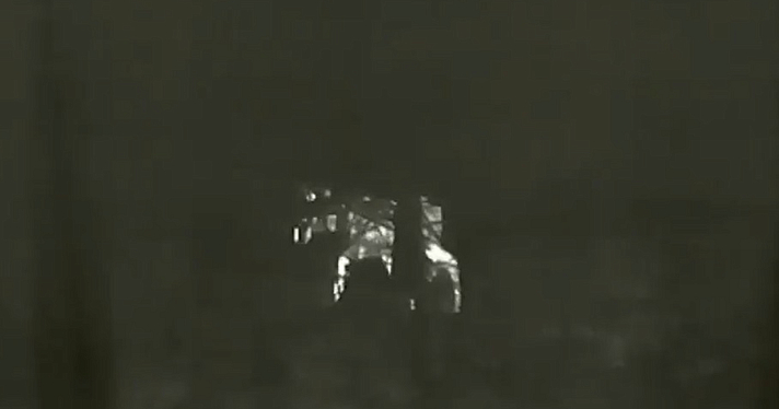 Брагинского лося выселили из Ярославля