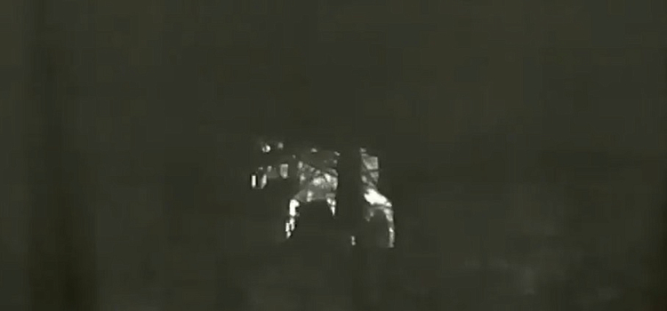 Брагинского лося выселили из Ярославля