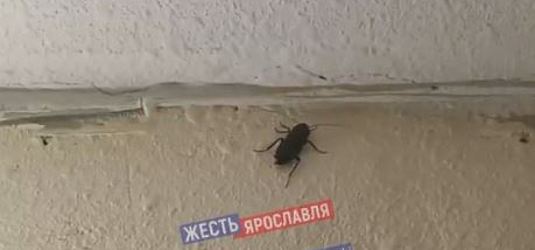 «Чёрные, длиной до пяти сантиметров»: полчища тараканов пугают жителей дома в Ярославле
