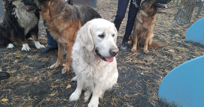 В Ярославле оборудуют ещё девять площадок для выгула собак