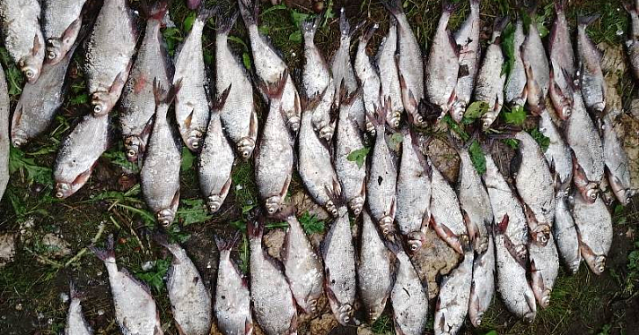 Выловили 164 экземпляра промысловой рыбы: в Ярославской области на Волге задержали браконьеров_247143
