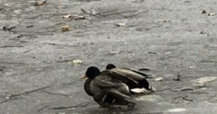 Фото дня. В парке «Нефтяник» снова умирают утки, ярославцы не знают, как им помочь